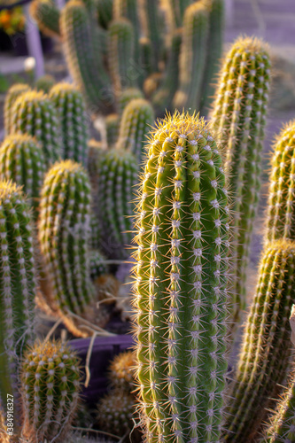 Tall and thin cactus grow in a desert garden nursery greenhouse in Arizona, USA