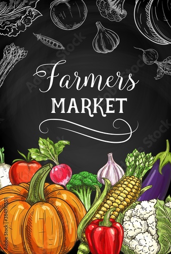 Farmers market vegetables, greenery and veggies. Bell pepper, corn ear and broccoli, garlic, eggplant and pumpkin, daikon radish, tomato and artichoke sketch vector. Vegetables farm harvest banner
