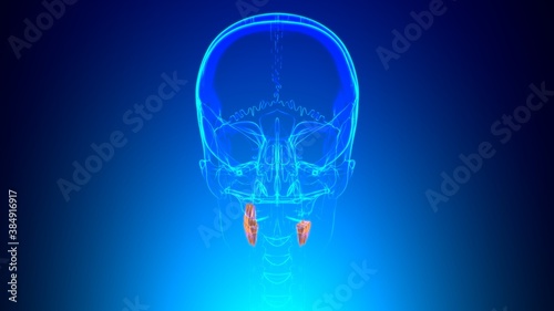 Human Teeth Molars Anatomy 3D Illustration