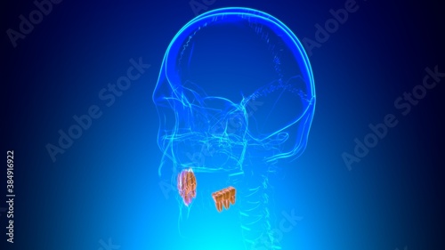 Human Teeth Molars Anatomy 3D Illustration