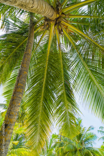 Beach summer vacation holidays background with coconut palm trees and hanging palm tree leaves