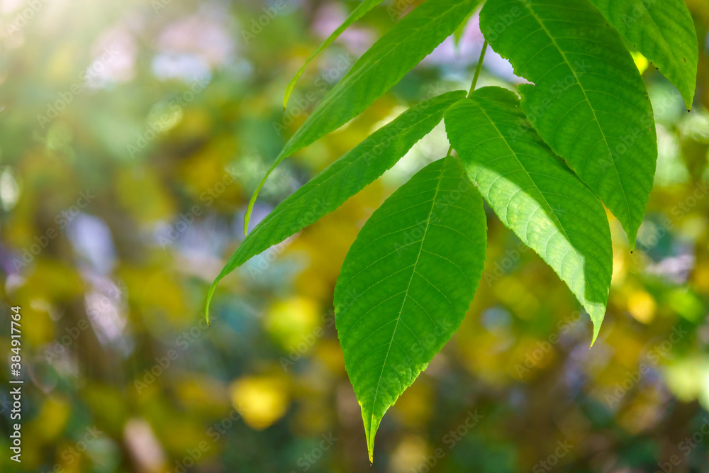 Green leaves of a bird cherry with blurred background in sunset light. Green leaves of a bird cherry with blurred background in sunset light.
