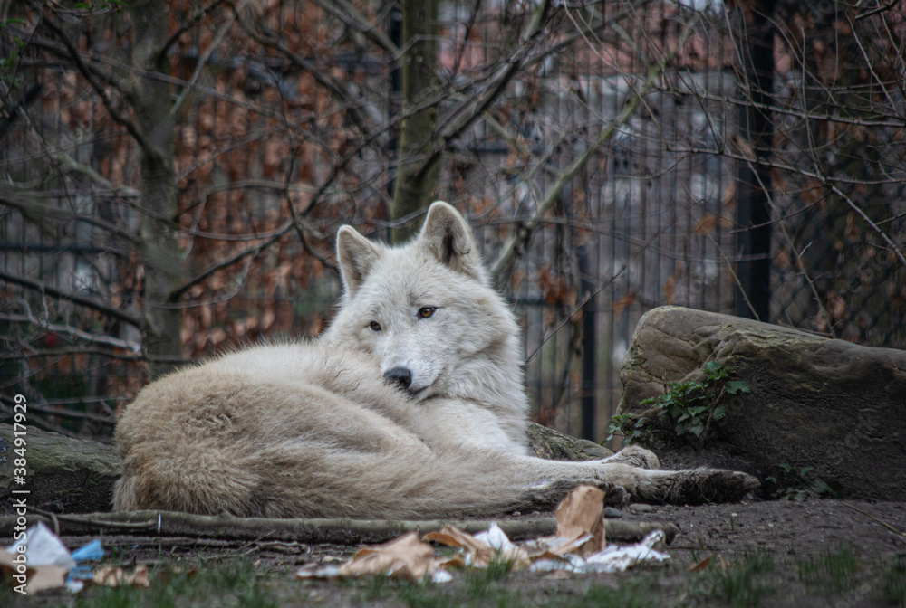 White lobo White lobo