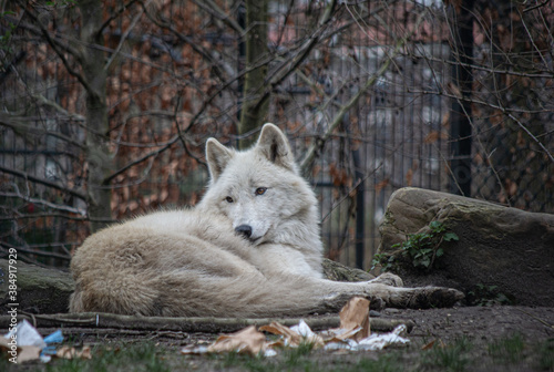 White lobo
