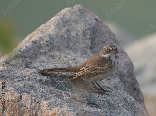 Sagebrush sparrow on a rock