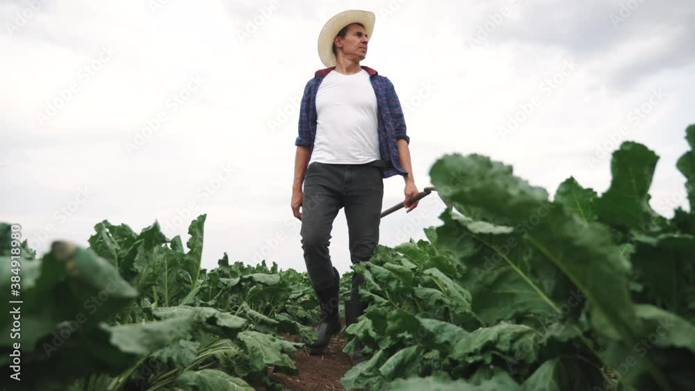 agriculture. man farmer in a rubber boots walks green field grass hoe. farmer worker goes home after crop harvesting working day agriculture. agribusiness subsistence agriculture