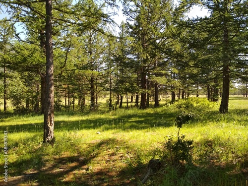 trees in the forest