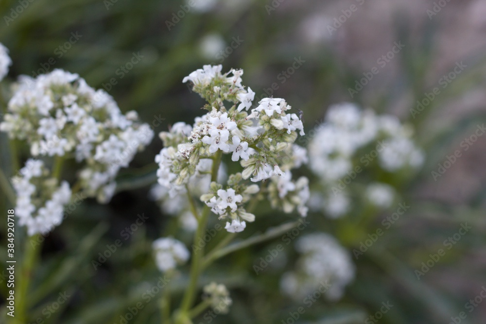 White blooming terminal inflorescences of Hairy Yerba Santa, Eriodictyon Trichocalyx, Boraginaceae, native hermaphroditic perennial shrub in the San Bernardino Mountains, Transverse Ranges, Summer. White blooming terminal inflorescences of Hairy Yerba Santa, Eriodictyon Trichocalyx, Boraginaceae, native hermaphroditic perennial shrub in the San Bernardino Mountains, Transverse Ranges, Summer.