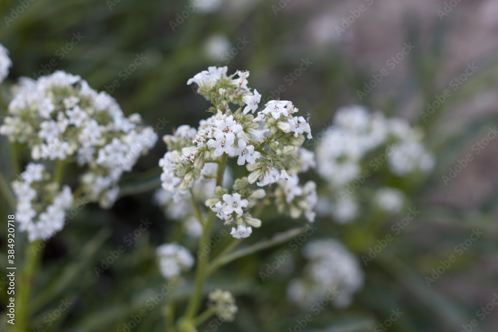 White blooming terminal inflorescences of Hairy Yerba Santa, Eriodictyon Trichocalyx, Boraginaceae, native hermaphroditic perennial shrub in the San Bernardino Mountains, Transverse Ranges, Summer.