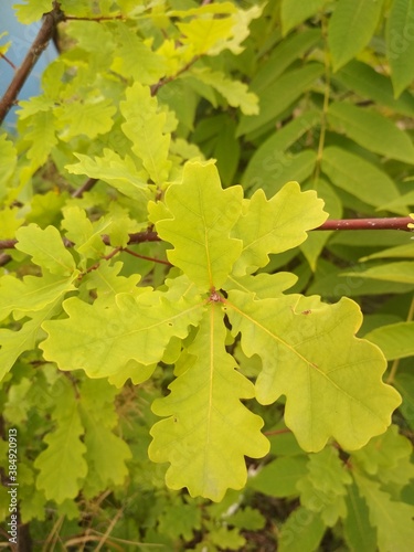 Oak leaves 