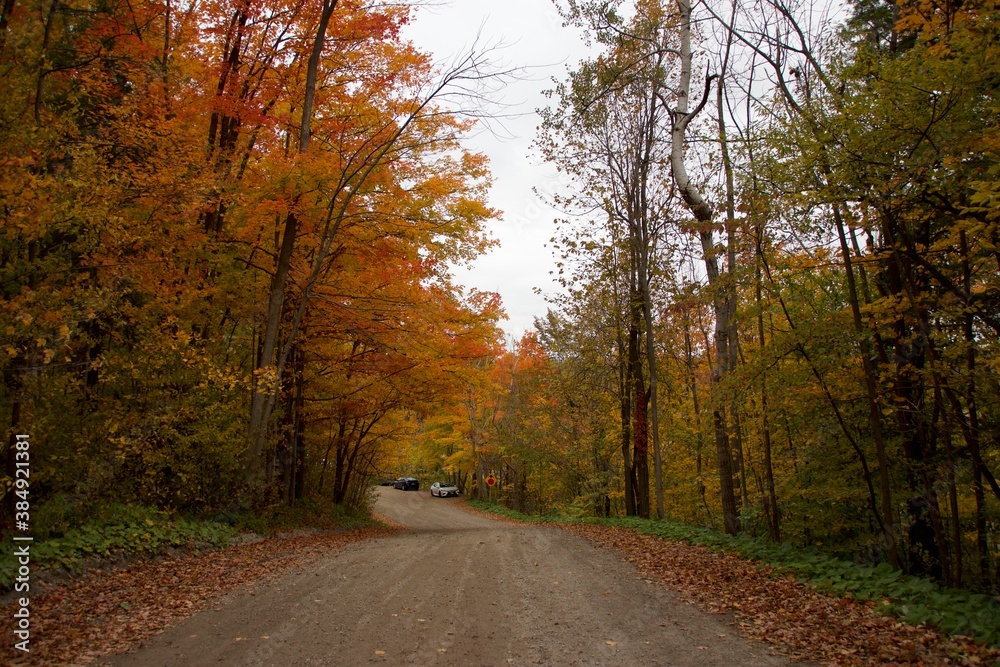 empty road through a forest in autumn