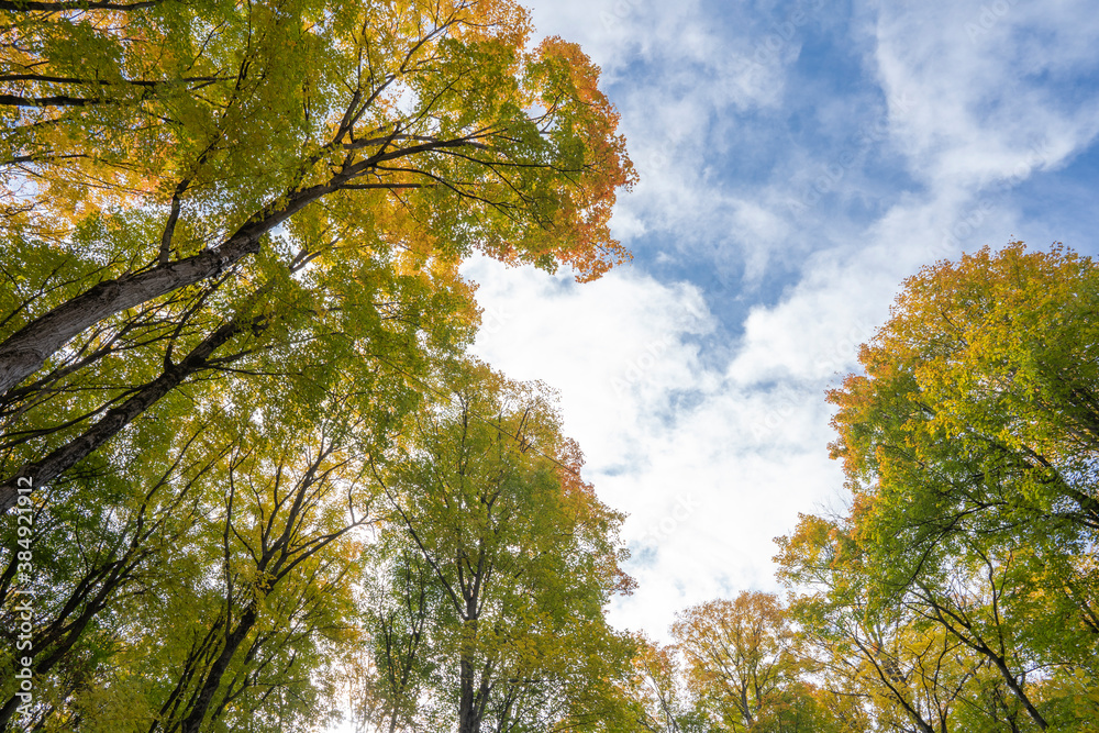 Obraz premium Beautiful Autumn Leaves under the blue sky in Ontario Canada