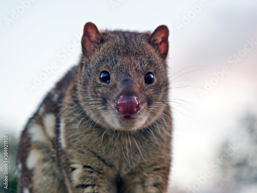 Spotted Quoll photo