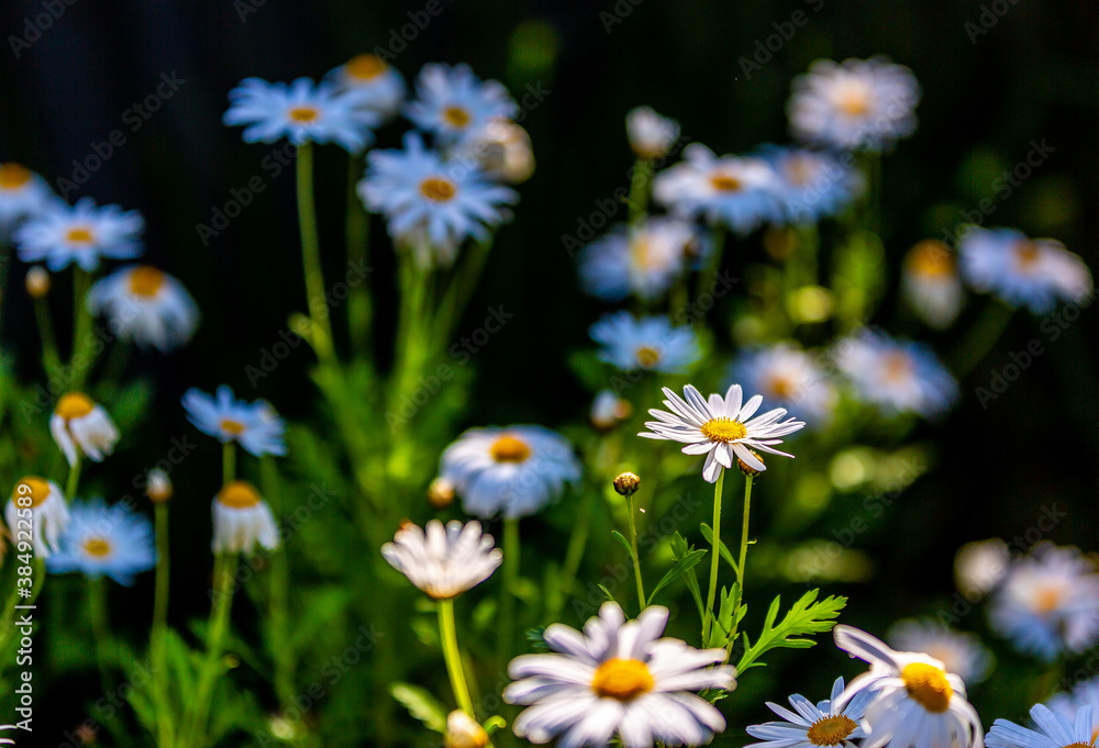 Fototapeta premium Wild daisy flowers growing on meadow with shallow focus background. 