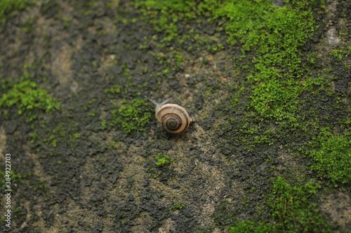 Big snail in shell crawling on road, summer day in garden