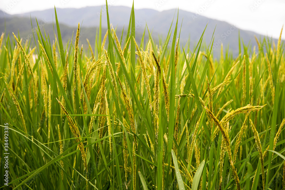 Obraz premium View of rice field infront of big . mountain.