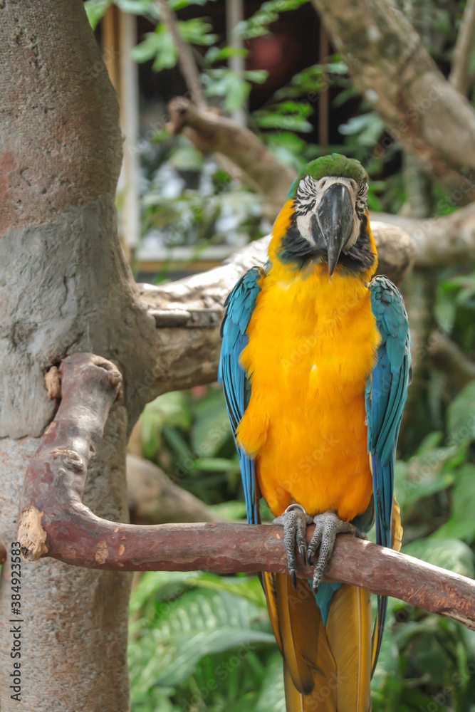 A blue and yellow macaw sitting on a tree branch