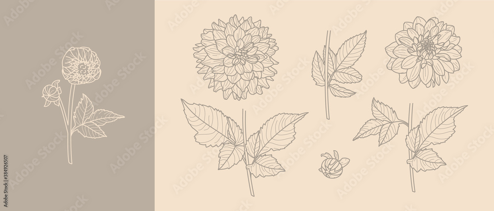 Set Dahlia Flowers with Leaves in Trendy Minimal Liner Style. Vector Floral Illustration