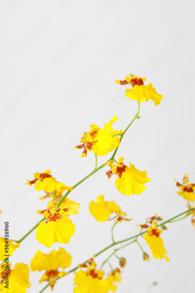 Fototapeta premium オンシジューム