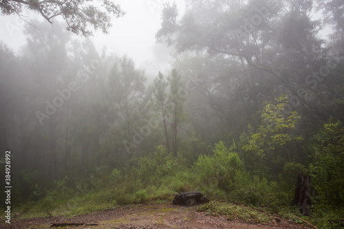 Amanecer en la sierra de quila jalisco con neblina  photo