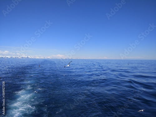 sailing boat in the sea