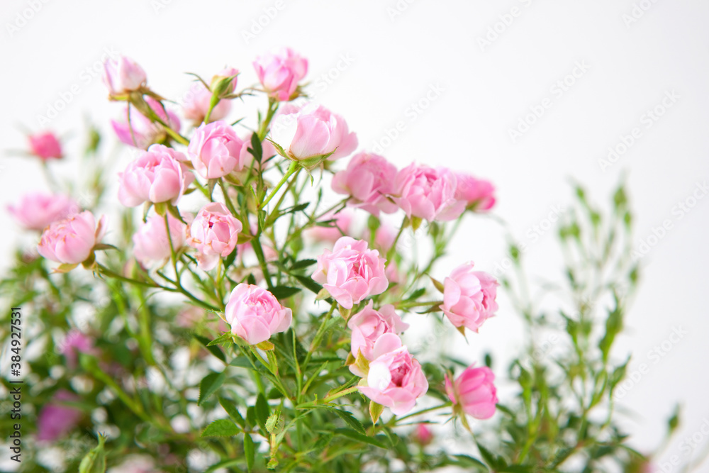 ピンクの花 ピンクの花