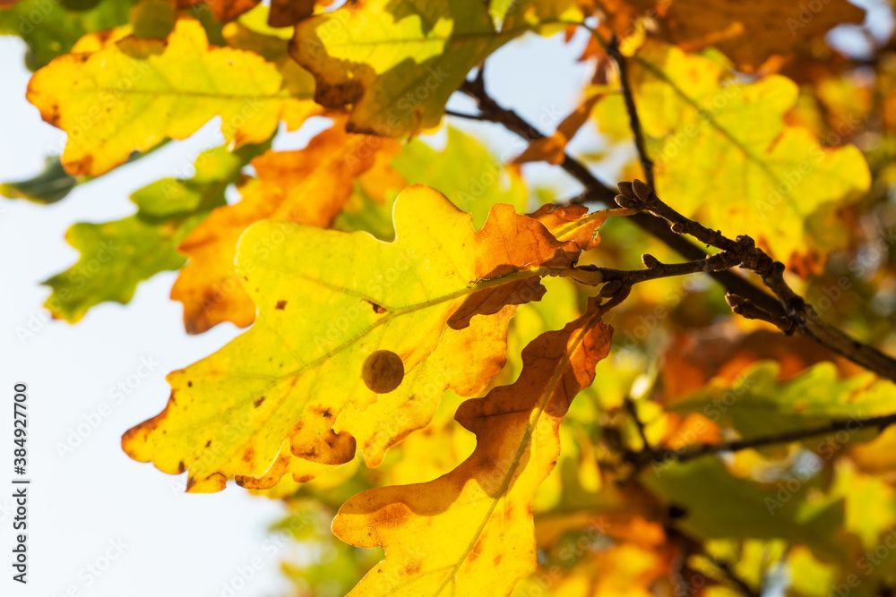 Yellow green leaves of autumn oak. Selective focus.