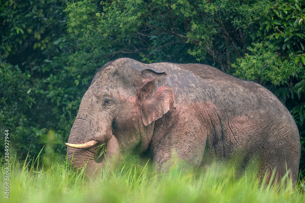 Male Asian Wild Elephant with Green Grass for Food