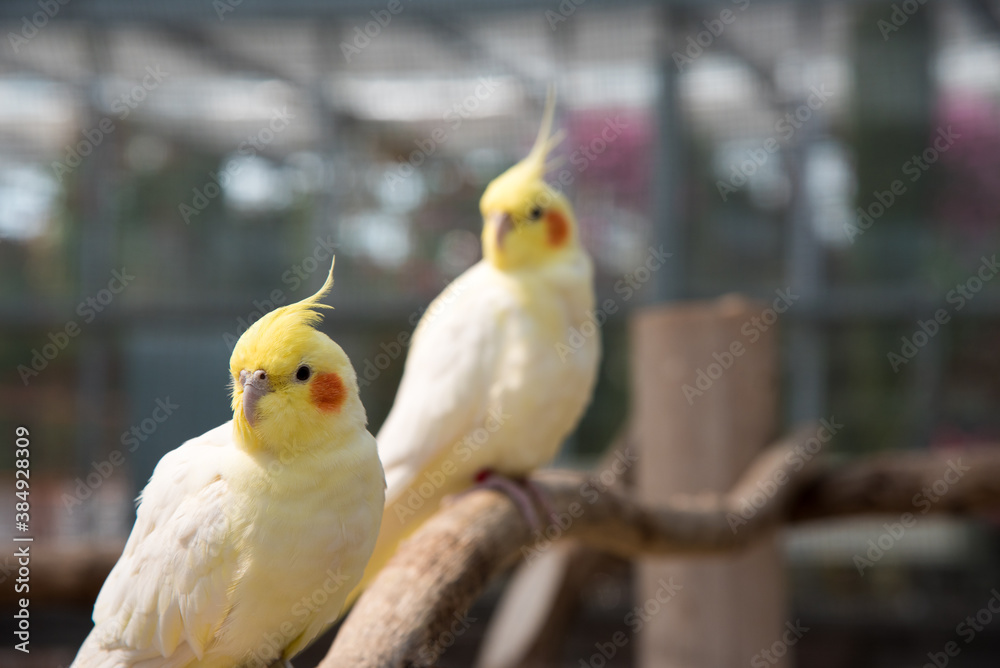 Fototapeta premium yellow and white parrot