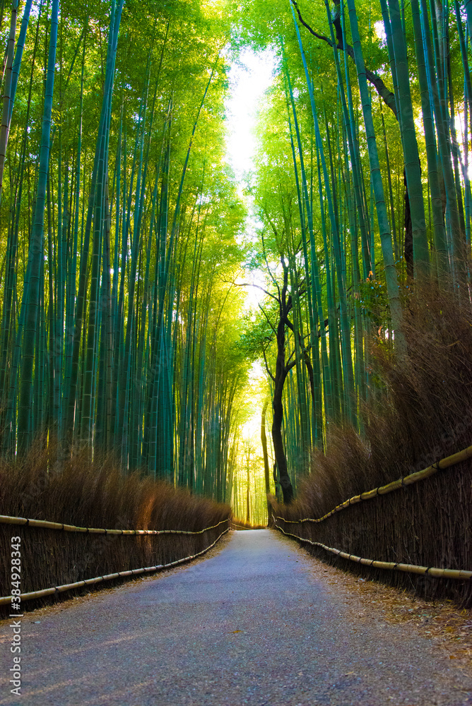 Naklejka premium road in the forest bamboo