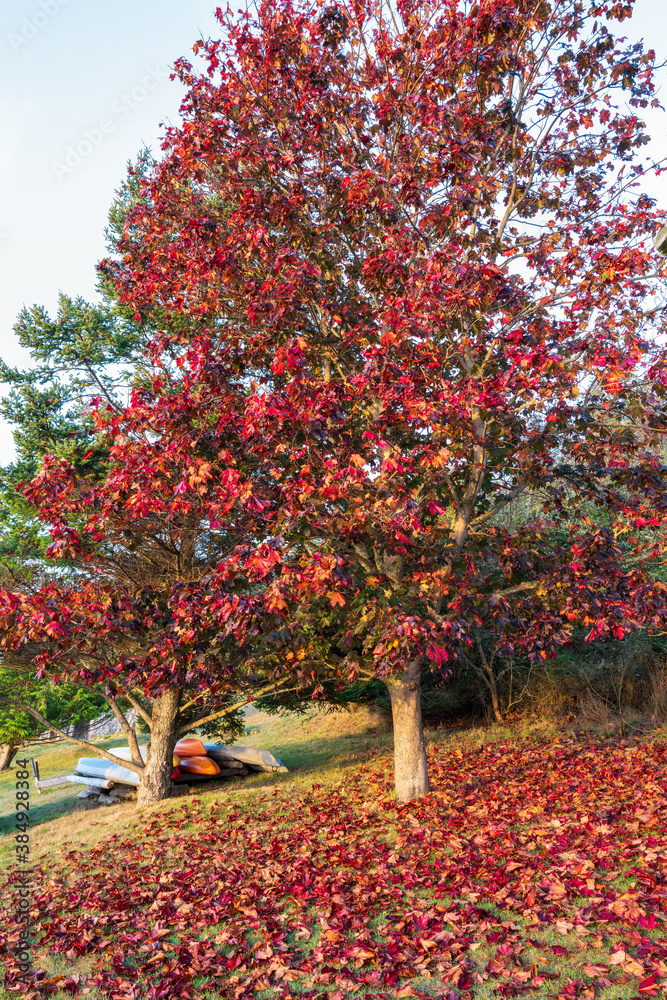 Autumn foliage at Spencer Spit State Park on Lopez Island, Washington, USA