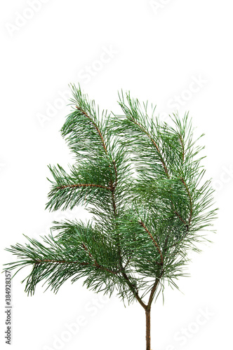 pine branch isolated