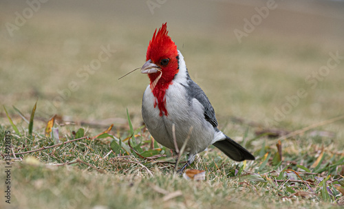 Cardenal