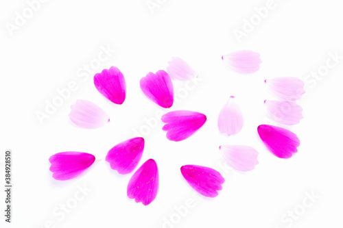 Wallpaper Mural コスモスの花びら Torontodigital.ca