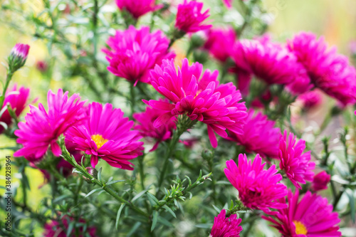 Beautiful bright Aster bloom in autumn in the garden. Selective focus