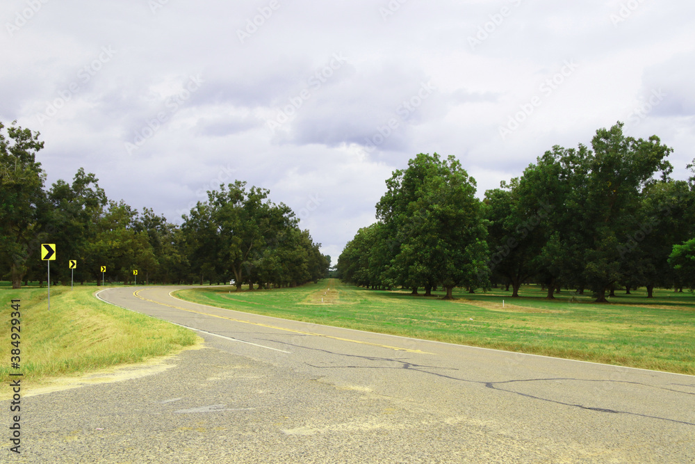 Rows of pecan trees