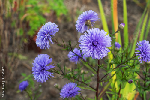 Beautiful bright Aster bloom in autumn in the garden.