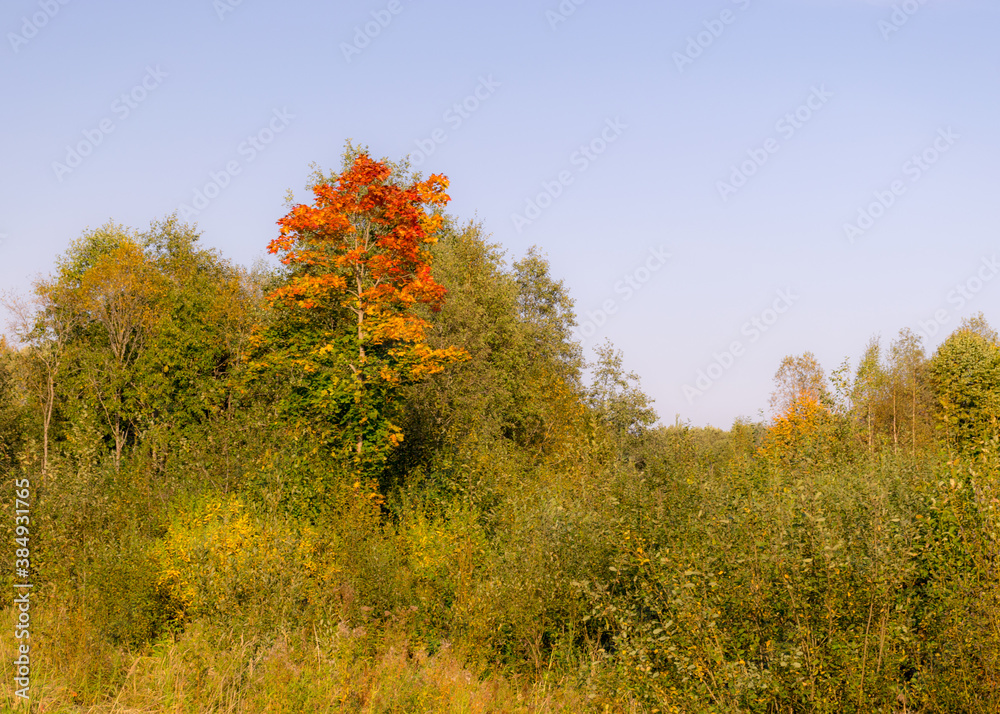 beautiful and bright colors of the tree on the side of the road