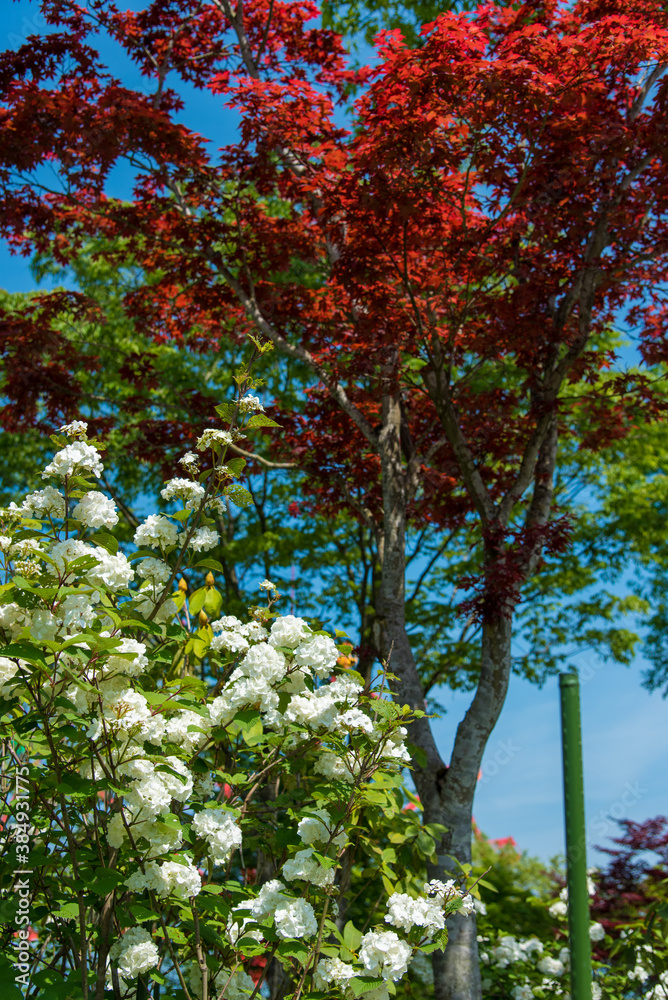 Naklejka premium white flower bush