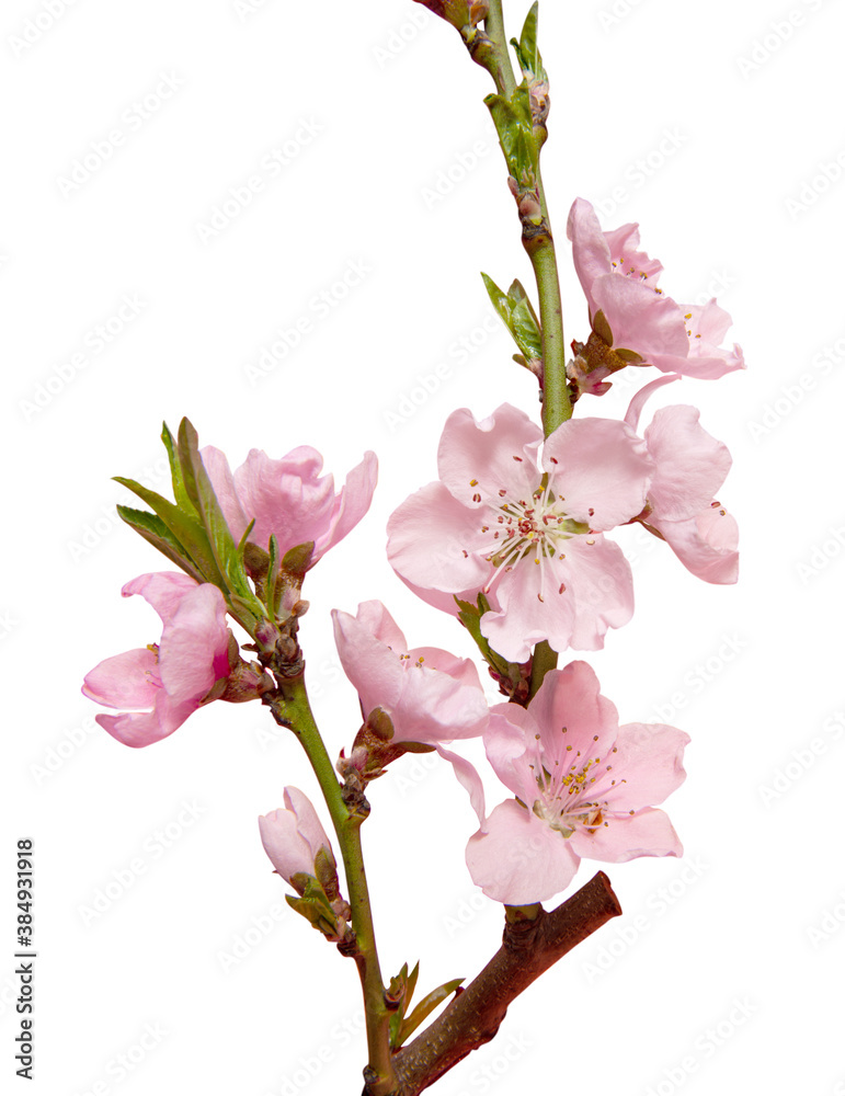 Obraz premium sakura branch isolated