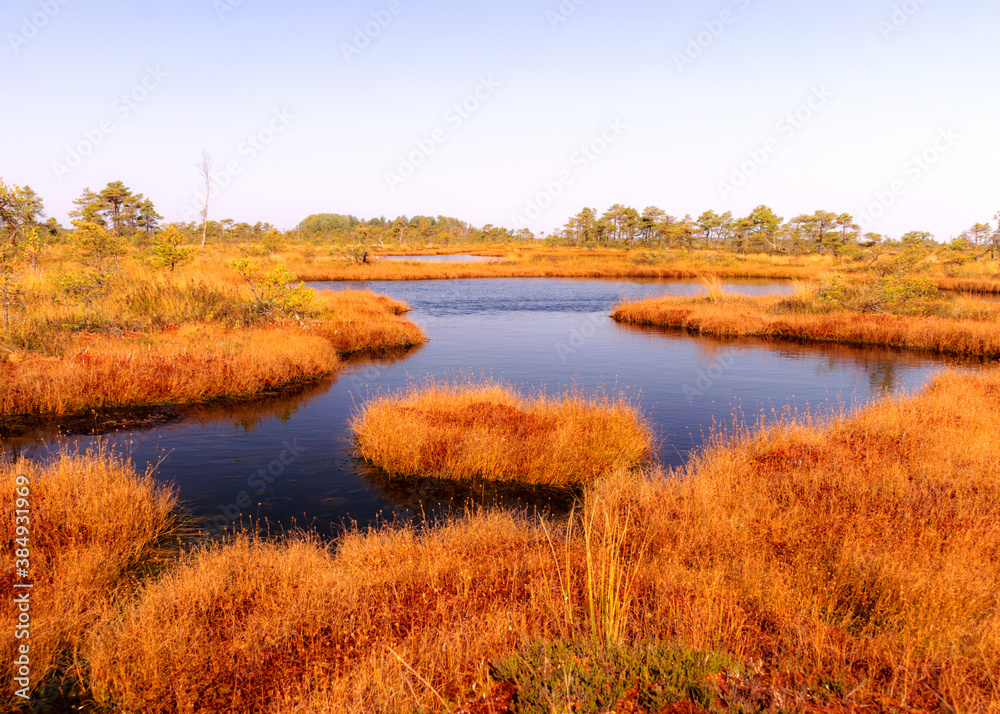traditional peat bog landscape, bog vegetation painted in autumn, grass, moss covers the ground, traditional peat bog landscape, bog vegetation painted in autumn, grass, moss covers the ground,