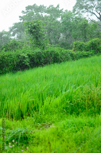 Heavy rain on green grass