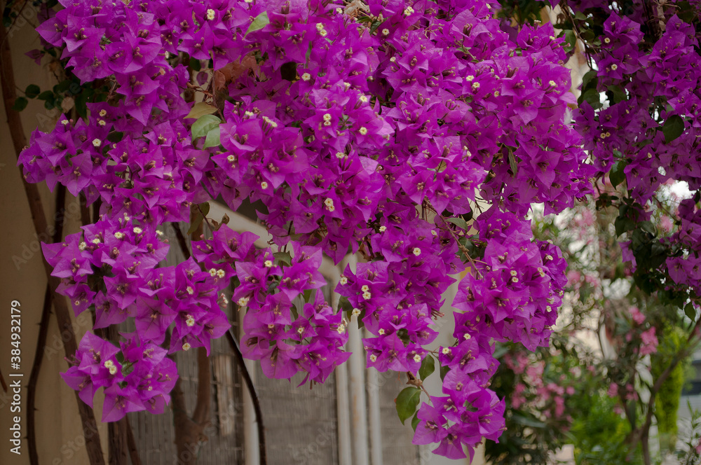 Obraz premium The Beautiful Purple Huge Bougainvillea, Greece Athens