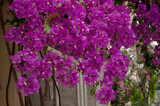 The Beautiful Purple Huge Bougainvillea, Greece Athens