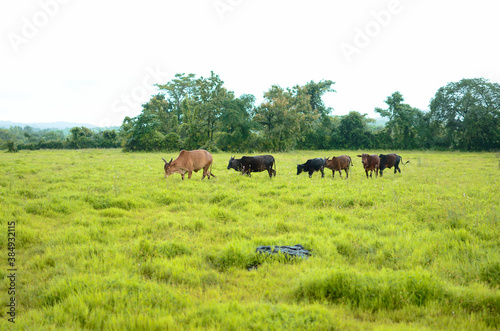 Indian cattle walking together on green grass