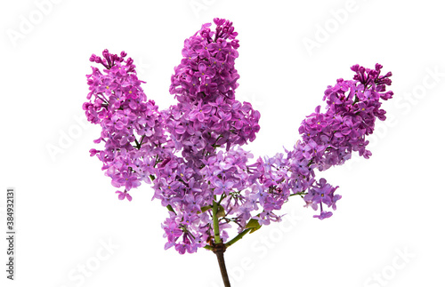 lilac isolated