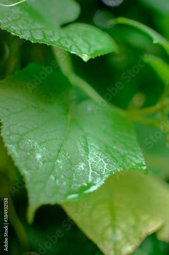 Wet green leaf during rain season