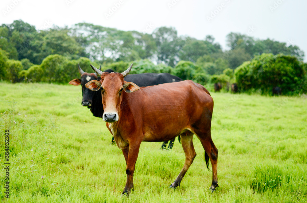 brown cow and black bull standing on green grass while raining and looking at camera brown cow and black bull standing on green grass while raining and looking at camera