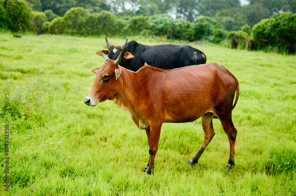 brown cow and black bull standing on green grass while raining brown cow and black bull standing on green grass while raining