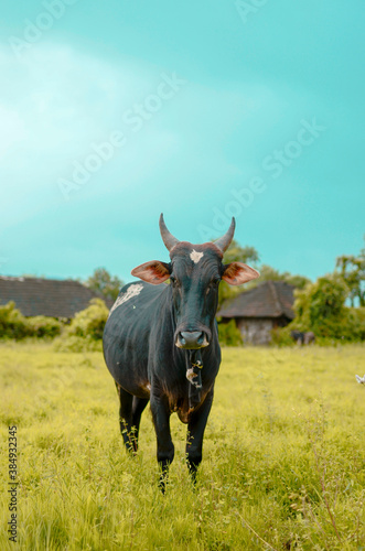 Fototapeta Naklejka Na Ścianę i Meble -  Farmer's black bull standing in middle of green grass facing towards camera